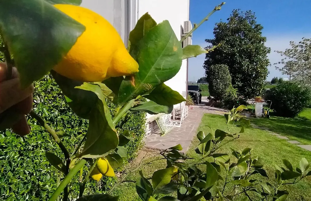 B&B La Magnolia Fano-1